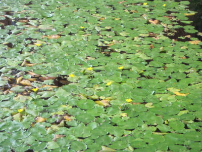 Figure 2: Floating leaves and yellow flowers of Fringed Water-lily in the most easterly disused graving dock, September 2023. All images by R. Goulder.