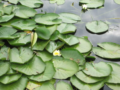 Figure 5: Floating leaves and flower of a cultivar of White Water-lily, September 2023. All images by R. Goulder. 